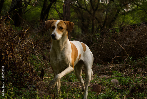 stray dog in Delhi forest