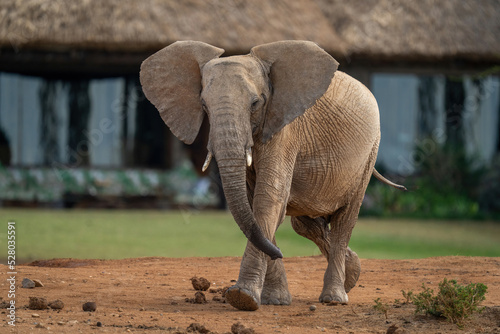 African bush elephant ambles past safari lodge © Nick Dale