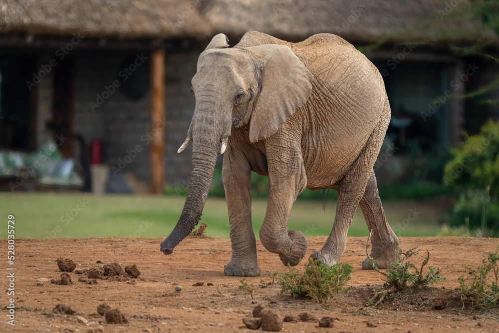 Fototapeta premium African bush elephant strolls past safari lodge