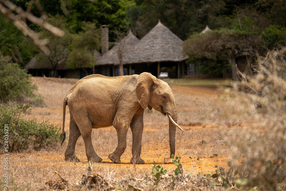 Fototapeta premium African bush elephant walks near safari lodge