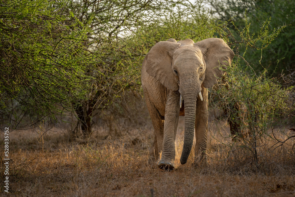 African bush elephant walks straight towards camera
