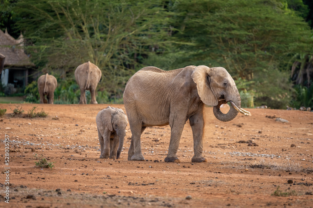 Fototapeta premium African bush elephant with calf outside lodge