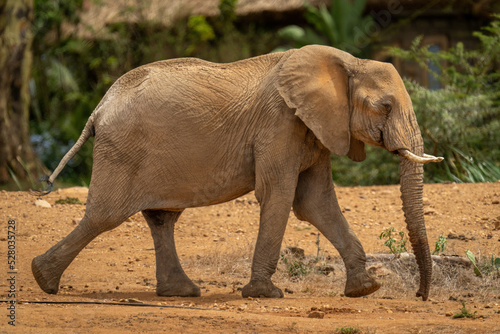 African bush elephant walking past safari lodge