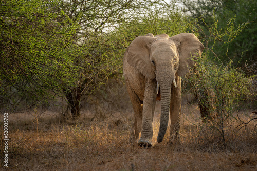 African bush elephant walks straight towards camera