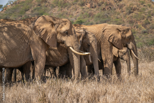 Фотография African bush elephants stand in line abreast