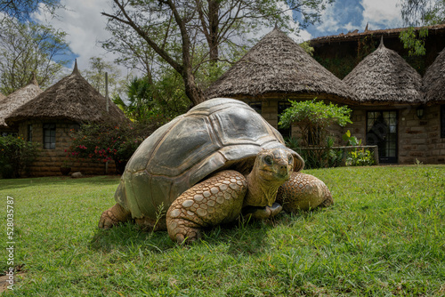 Aldabra giant tortoise on lawn outside lodge photo