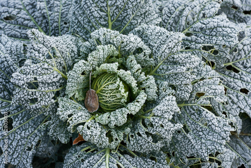 frozed vegetable in winter garden