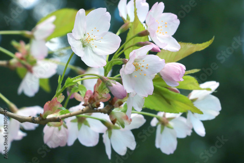 Beautiful spring background. Blossoming branch of cherry or apple tree in a park or garden in spring. Young flowering branch with green leaves.