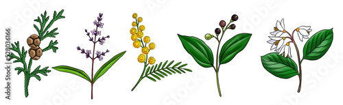 drawing flowers and aromatic plants, medicinal herbs, isolated at white background, hand drawn illustration photo