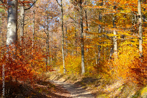 Fototapeta Naklejka Na Ścianę i Meble -  Beautiful bright yellow-red forest on a sunny autumn day.