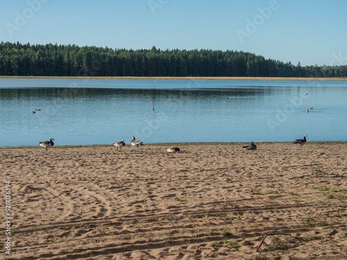 Sand beach at Strandstuvikens camping near Nykoping, Sweden with Barnacle goose birds. Shore of baltic sea bay with pine tree forest. Summer sunny morning. photo