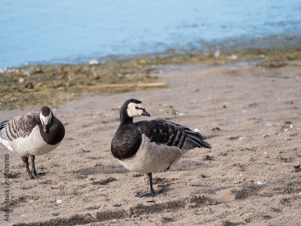 Close up couple of barnacle goose, Branta leucopsis standing in the sand and preening her wings on a summer sunny day Close up couple of barnacle goose, Branta leucopsis standing in the sand and preening her wings on a summer sunny day