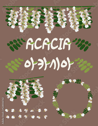[Vector] Acacia-themed Illustration and Calligraphy Set