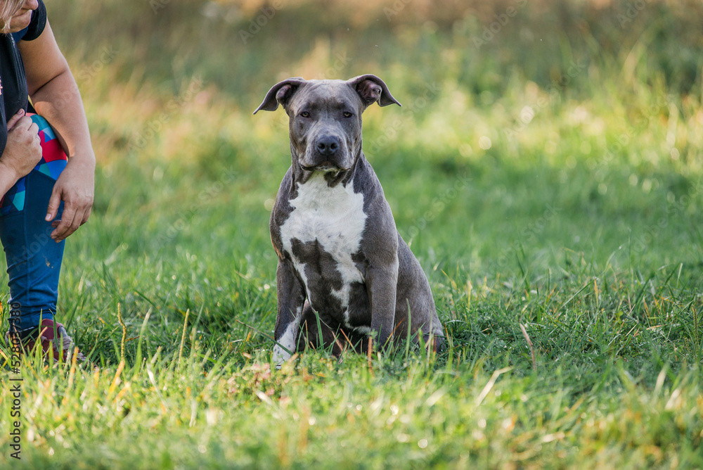 Morning walk with teenage Staffordshire Terriers in the park. Love for pets.