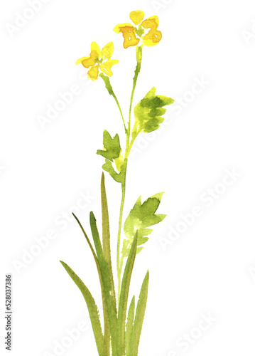 watercolor drawing green grass and wild flower at white background  hand drawn illustration
