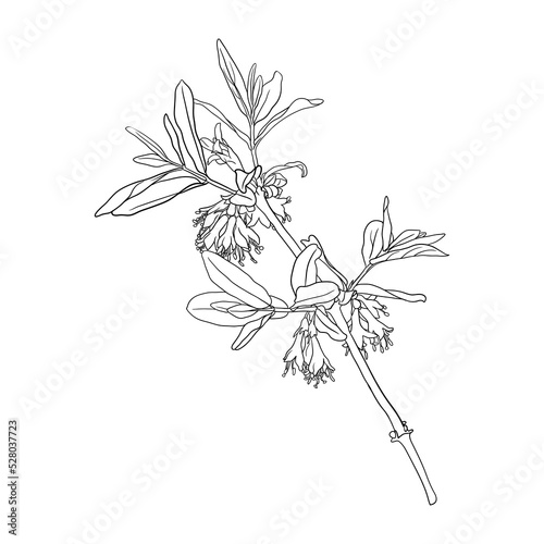 vector drawing flowering branch of honeysuckle, hand drawn illustration