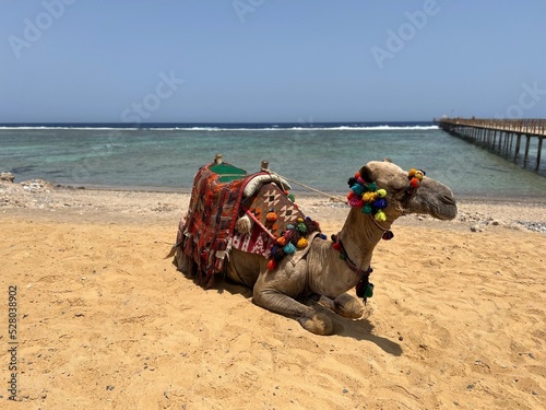 camel on the beach