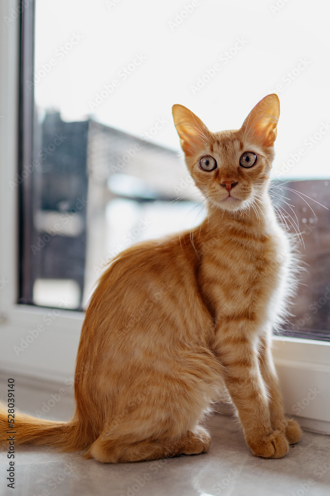 Red cat with big ears sits near the window.