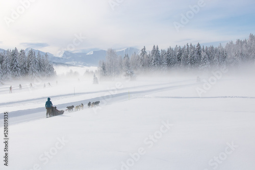 traineau tiré par des chiens sur la neige dans un paysage de montagne enneigée
