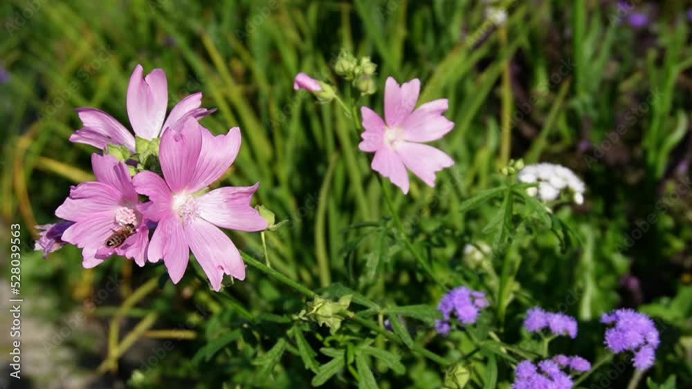 A pink malva moschata, also known as musk mallow. 
