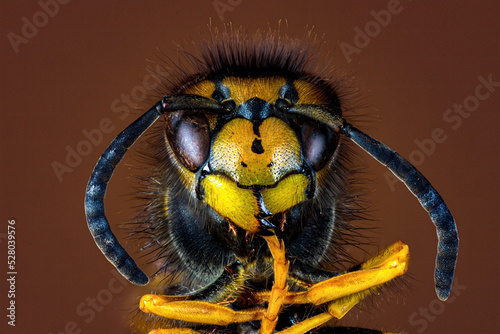 A dangerous Wasp on food 