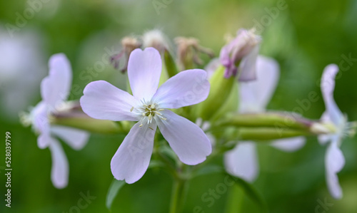 Close-up of saponaria officinalis flower