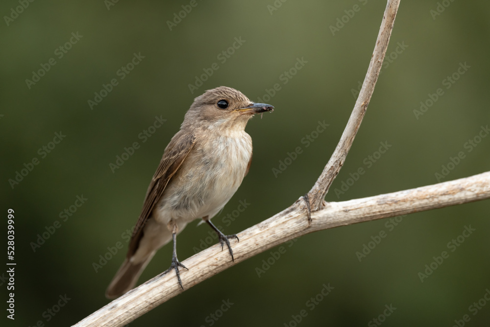 Spotted flycatcher sitting on a branch Spotted flycatcher sitting on a branch