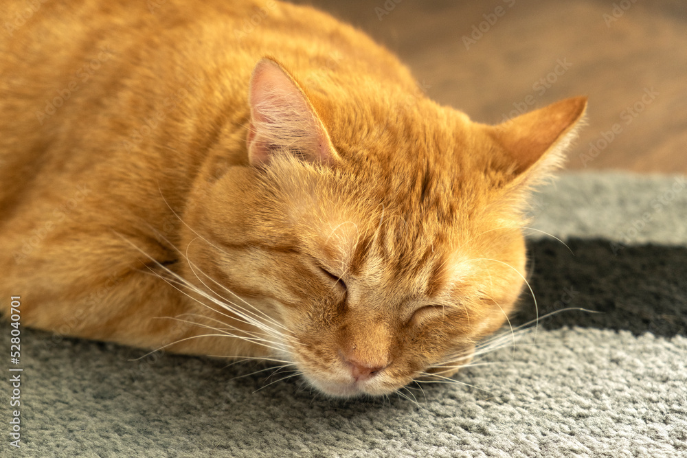 Orange red cat with his eyes closed. Cat lies clasped and closed his eyes.