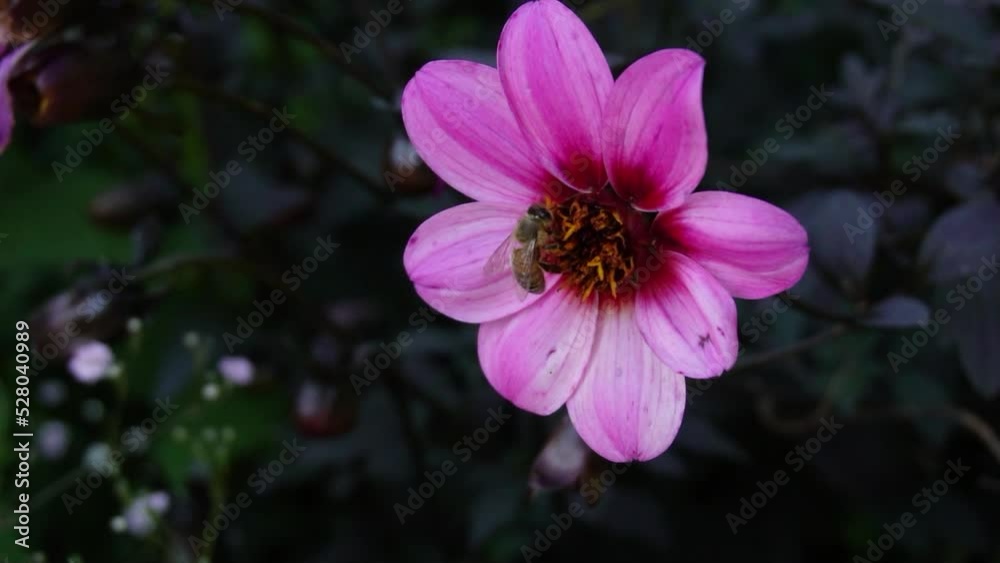 Dahlia Happy Single Juliet