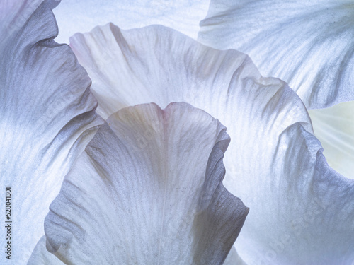 flower petal texture close up