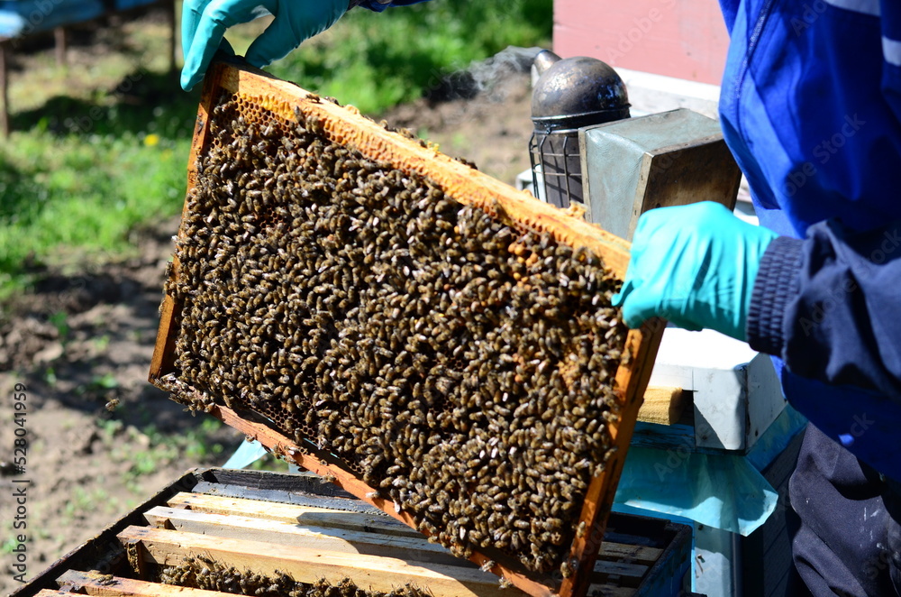 Garden beekeeping apiary. Beehive wooden frame honey farming. Garden beekeeping apiary. Beehive wooden frame honey farming.