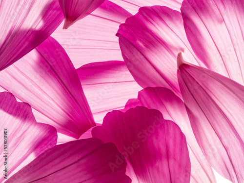 flower petal texture close up