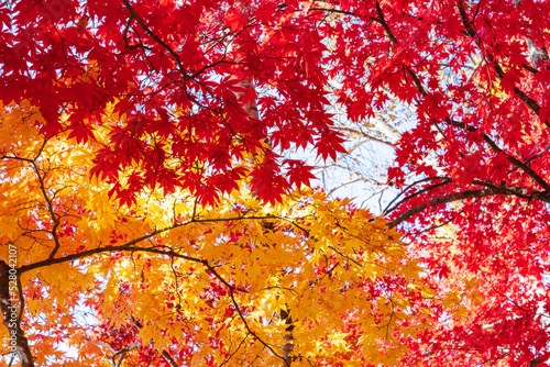 【長野県】蓼科湖の紅葉