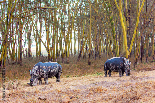 The black  rhinoceros