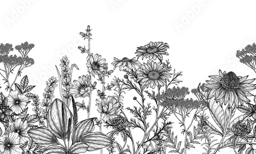 Seamless horizontal pattern garden of medicinal plants in the style of engraving. Linear graphic chamomile, chicory, clover, lavender, plantain, valerian, echinacea, rosehip
