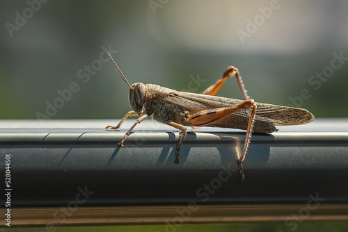 big grasshopper on the windowsill