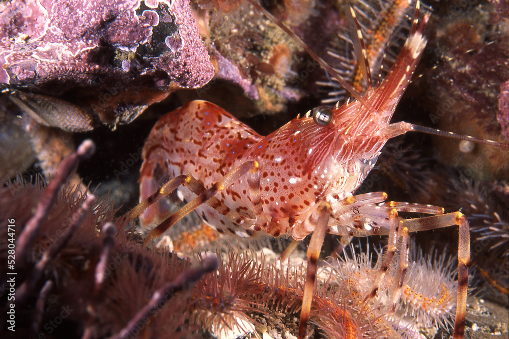 Red Striped Shrimp Red Striped Shrimp