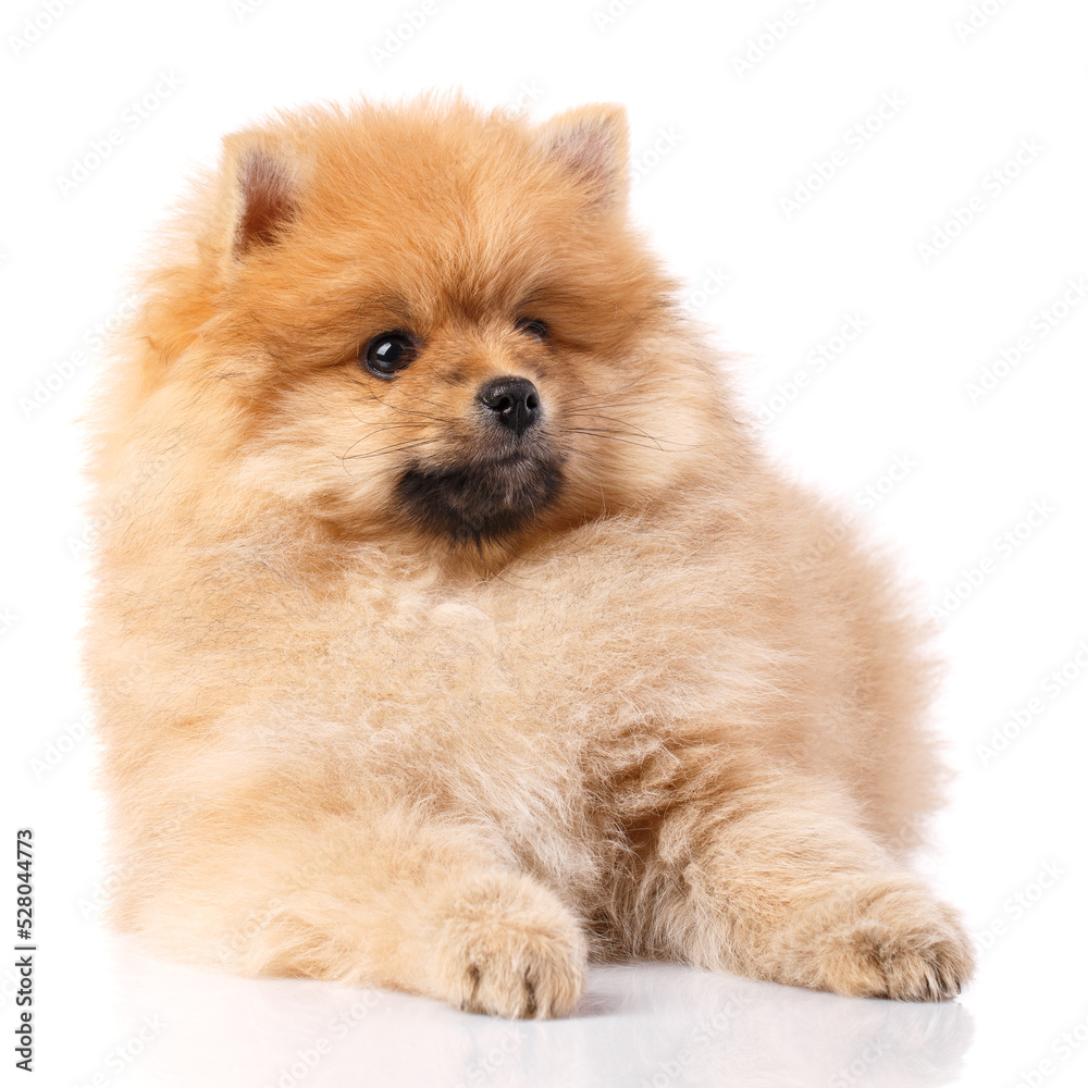 Pomeranian Spitz lies and poses in front of the camera. Pomeranian Spitz lies and poses in front of the camera.
