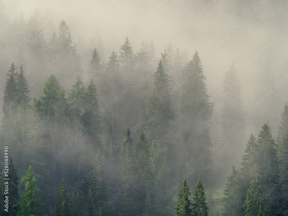 Photo of a forest early in the morning with fog