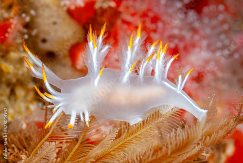 White Dendronotus nudibranch in California