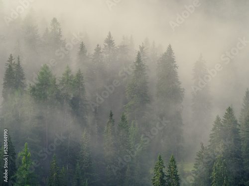 Photo of a forest early in the morning with fog