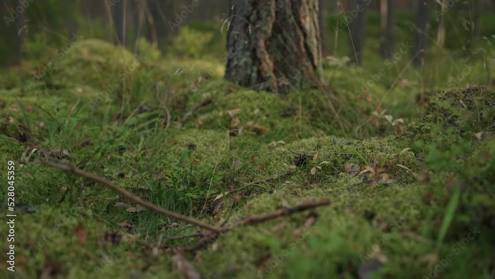 Slow motion gimbal shot of pine forest with lots of moss and berries Slow motion gimbal shot of pine forest with lots of moss and berries