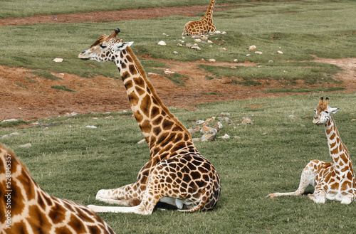 Canvas Print Baby giraffe relaxing on a grass field