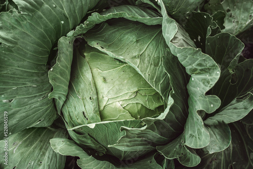 cabbage swing close-up, natural, realistic white cabbage