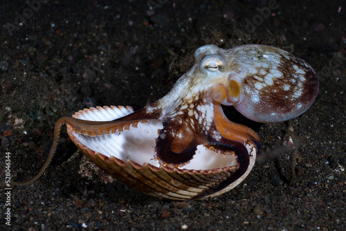 Coconut Octopus - Amphioctopus marginatus living on the seabed. Underwater night life of Tulamben, Bali, Indonesia.