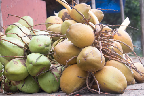 Variety Of Fresh Raw Green And Ripe Golden Yellow Skin Color Coconut With Branches. Dabh An Antioxidant Fruit Is Famous Health Drink And Natural Source Of Minerals Mostly Grown In South India photo