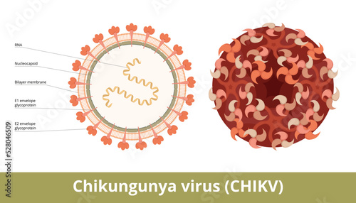 Chikungunya virus (CHIKV). An RNA virus, a member of the family Togaviridae causes Chikungunya infection. Viral cell with RNA strand, glycoproteins, nucleocapsid and bilayer lipid membane. photo