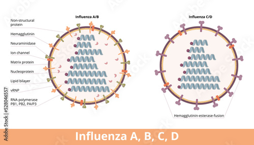 Influenza (types A, B, C, D).	Four types of influenza virus cell, Influenza A and B (hemagglutinin and neuraminidase) and influenza C and D (hemagglutinin-esterase fusion).  photo