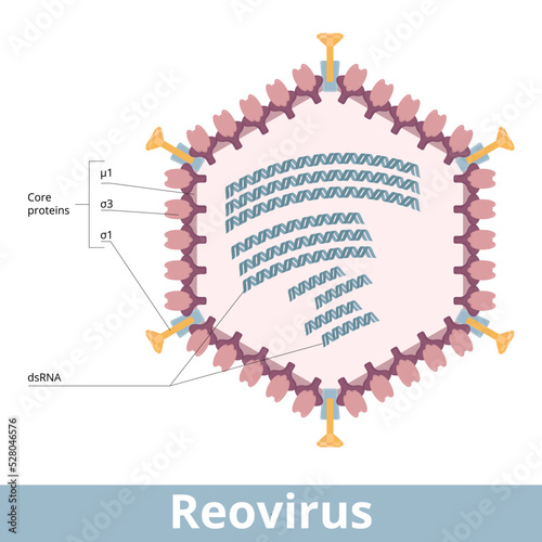 Reovirus. A viral cell of a family of double-stranded RNA viruses. Virion with an icosahedral capsid,  double-stranded RNA, genome segments. Affecting  gastrointestinal system and respiratory tract.