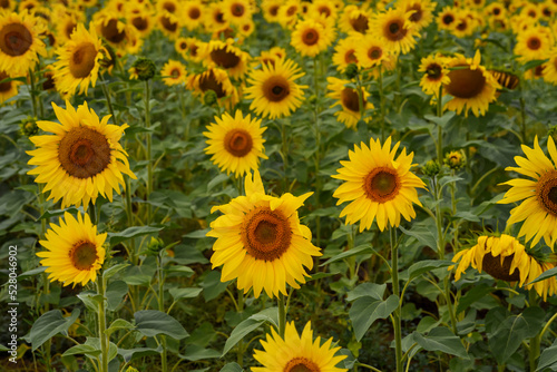Fototapeta Naklejka Na Ścianę i Meble -  Close-up of sunflowers blooming in late August. High quality photo